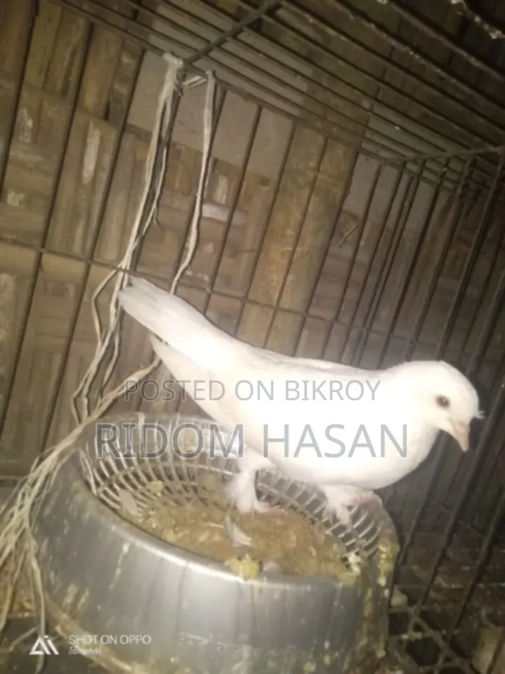 ফ্লাইং আর কাগজি