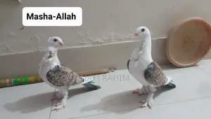 Jhorna Satin Baby Pair