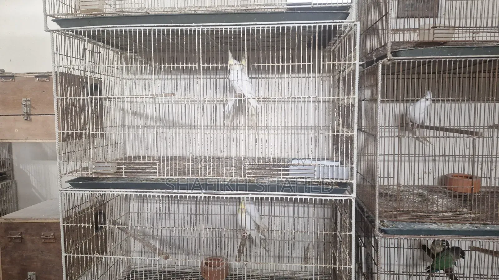 Used Bird Cage