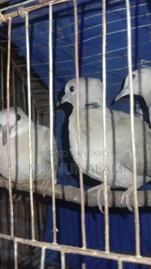 অস্ট্রেলিয়ান ঘুঘু