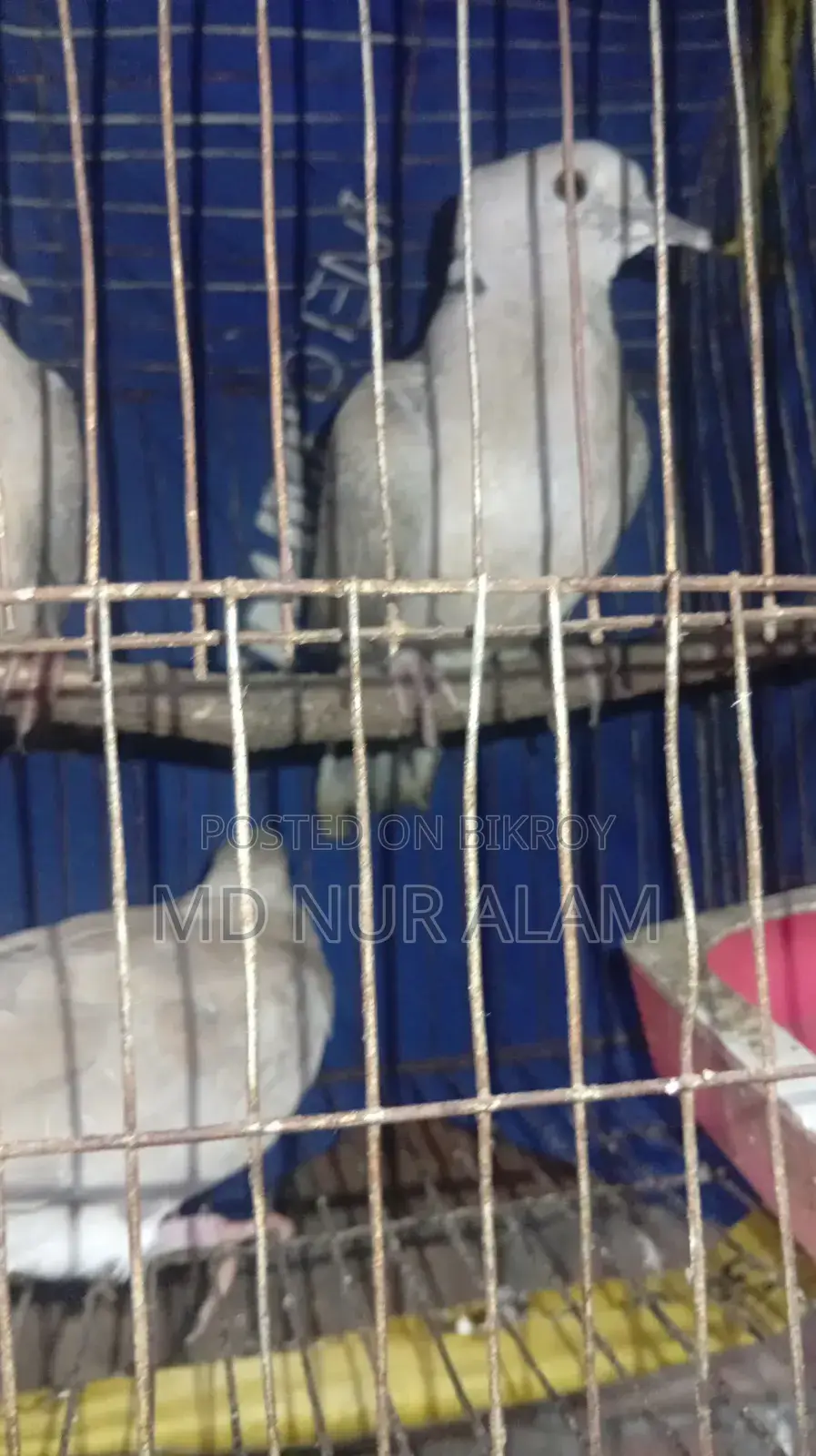অস্ট্রেলিয়ান ঘুঘু