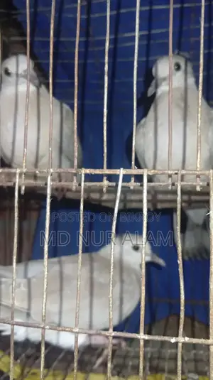 অস্ট্রেলিয়ান ঘুঘু