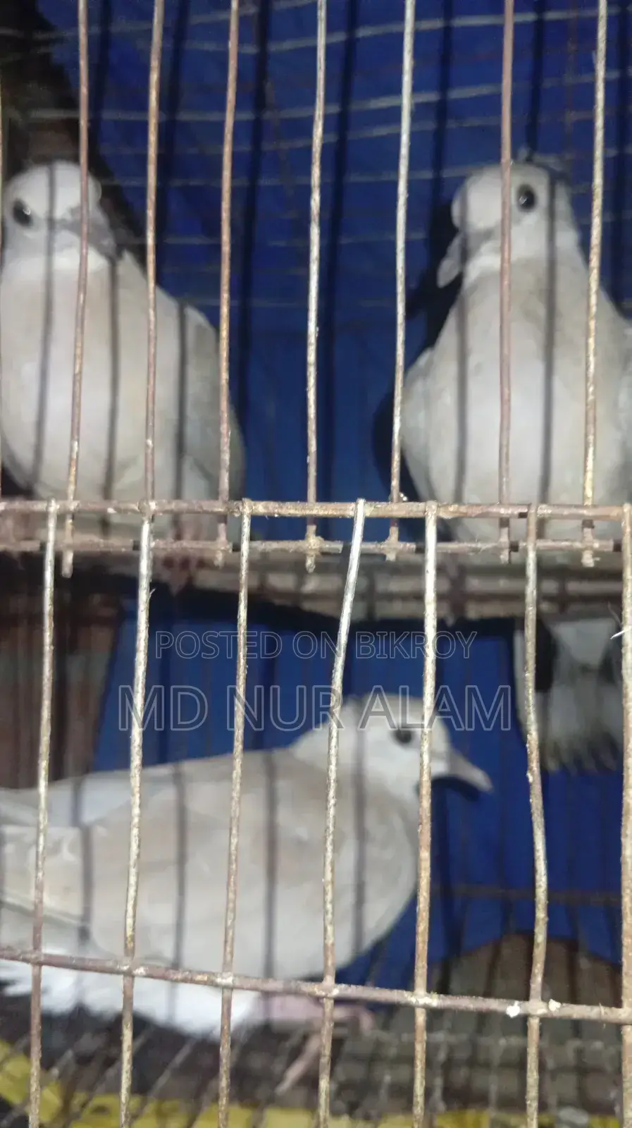 অস্ট্রেলিয়ান ঘুঘু