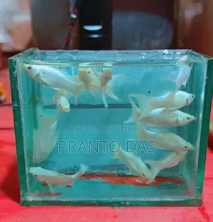 White Moontel Moly Available, please inbox if interested