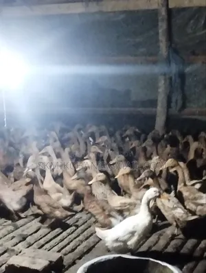 Khaki Campbell Duck 60 pieces for sale