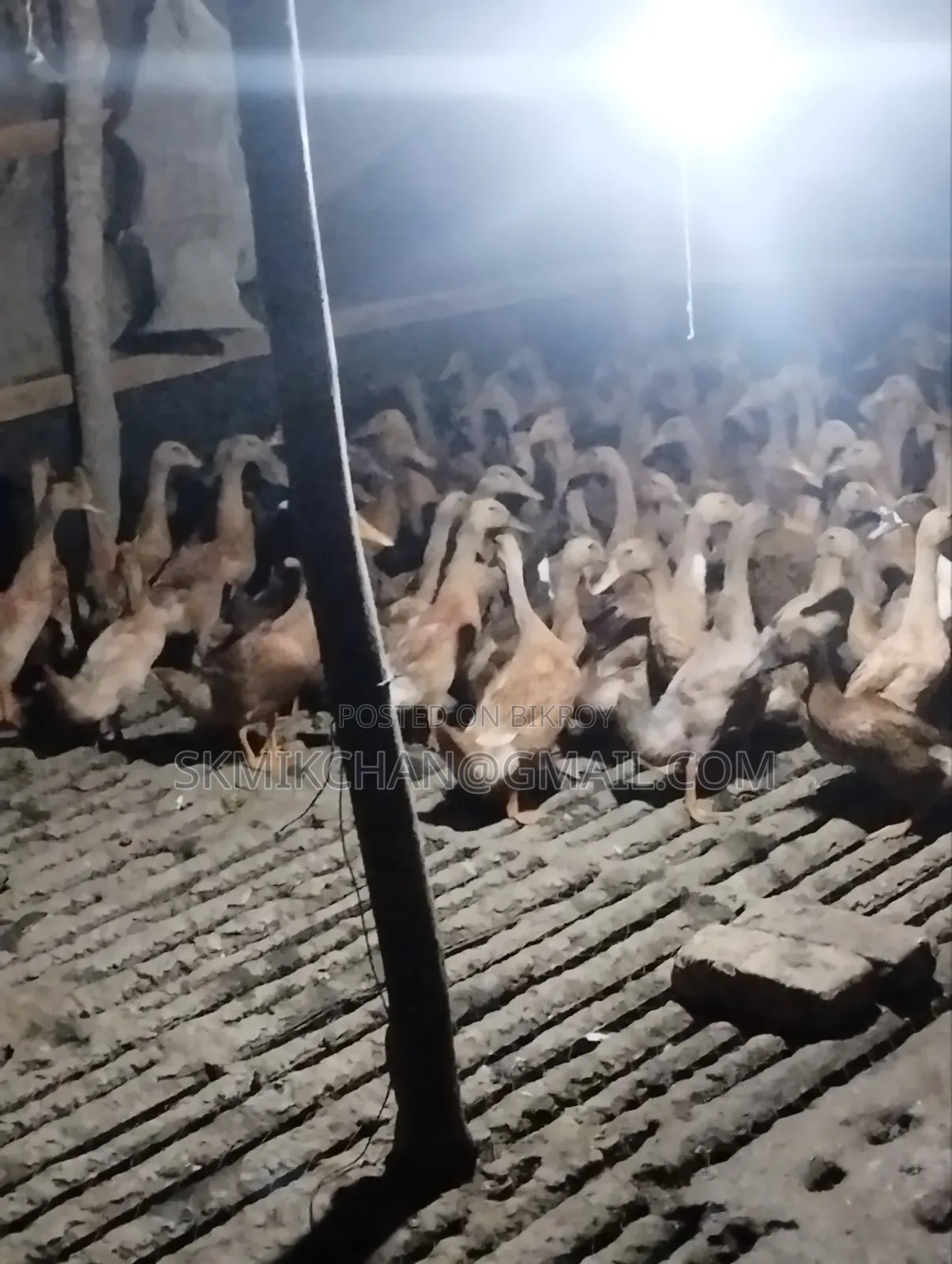 খাকি ক্যামেল হাস বিক্রী ৬০ পিচ