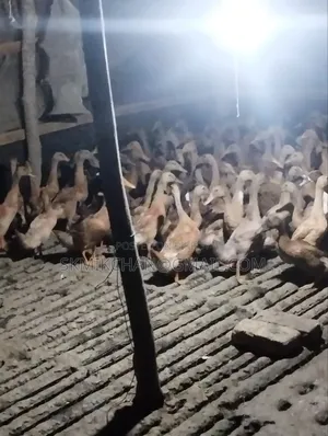 খাকি ক্যামেল হাস বিক্রী ৬০ পিচ