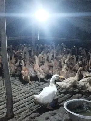 খাকি ক্যামেল হাস বিক্রী ৬০ পিচ