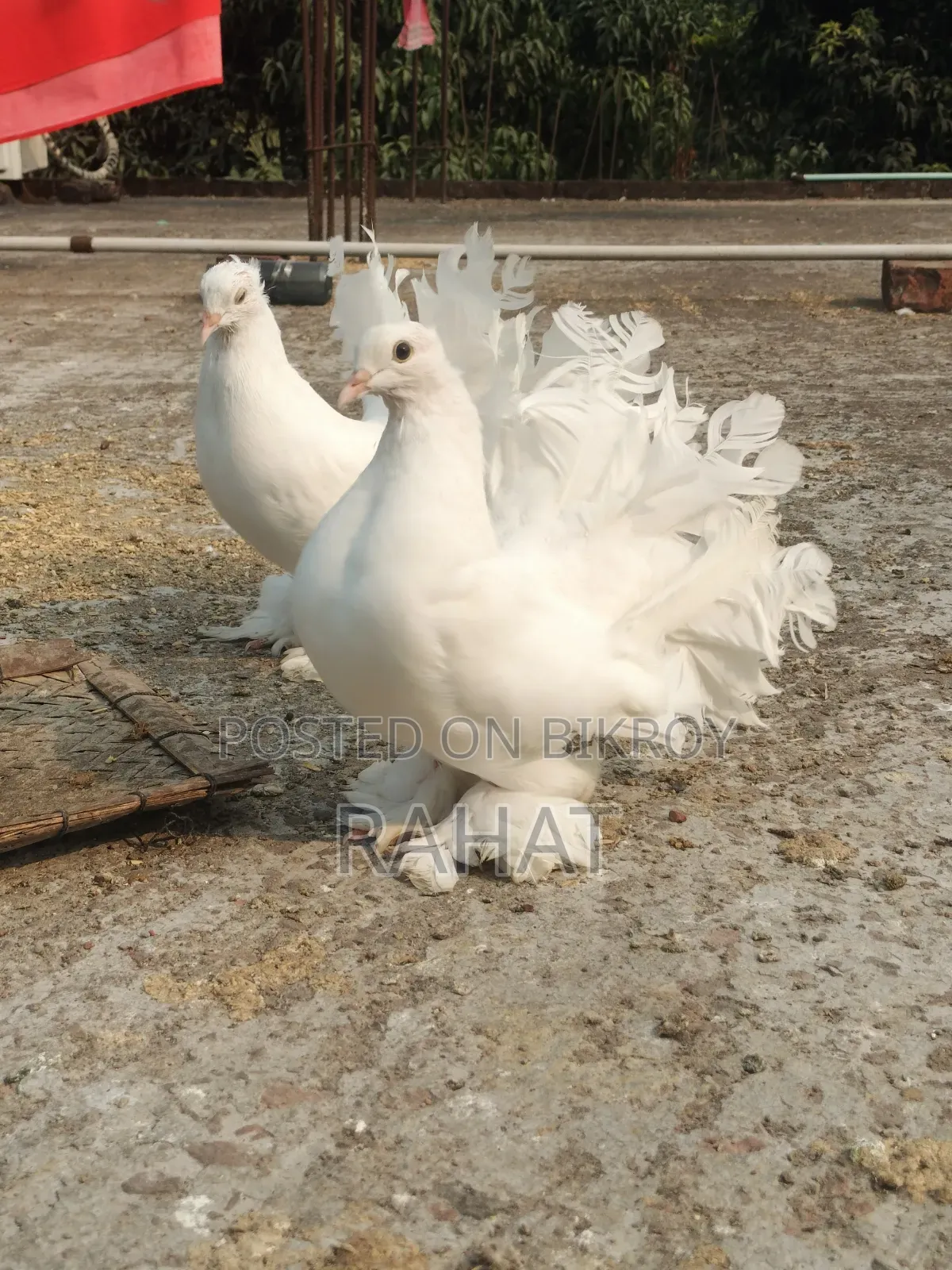 1 pair Pigeon Adult