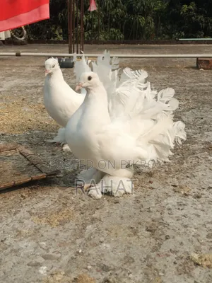 1 pair Pigeon Adult