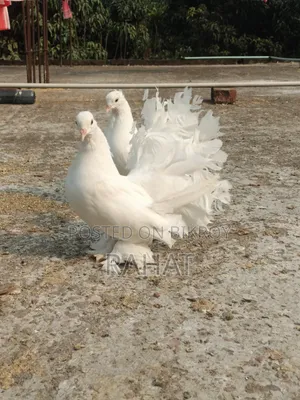 1 pair Pigeon Adult