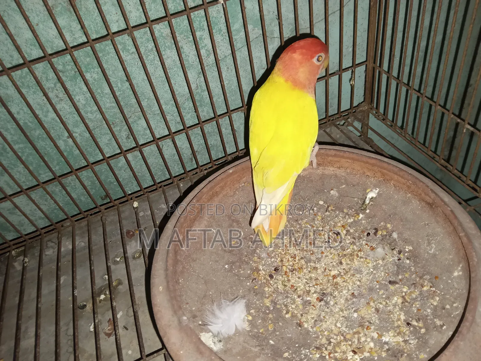 লাভবার্ড রানিং