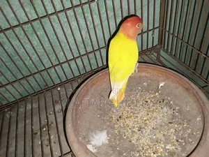 লাভবার্ড রানিং