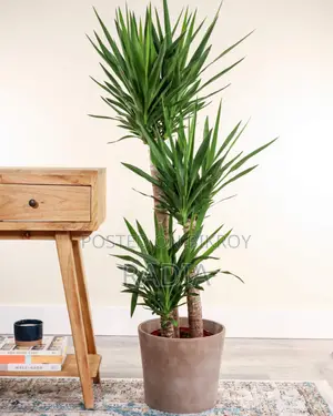 Yucca Tree