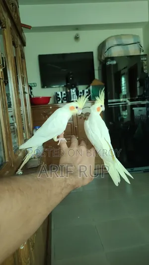 টেম ফিমেল ৭ মাস