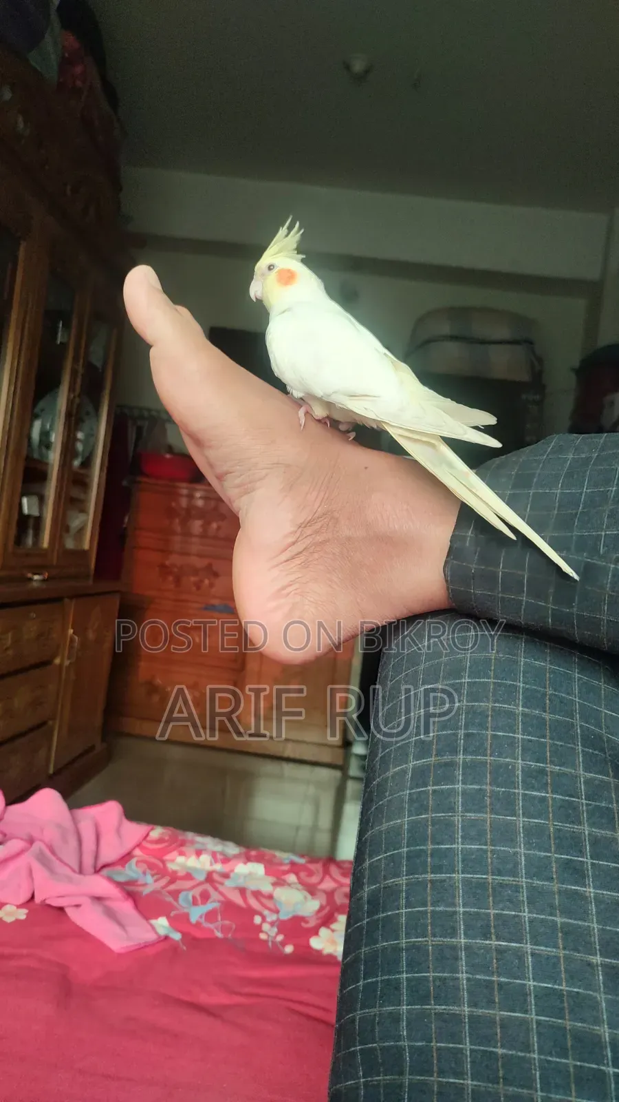 টেম ফিমেল ৭ মাস