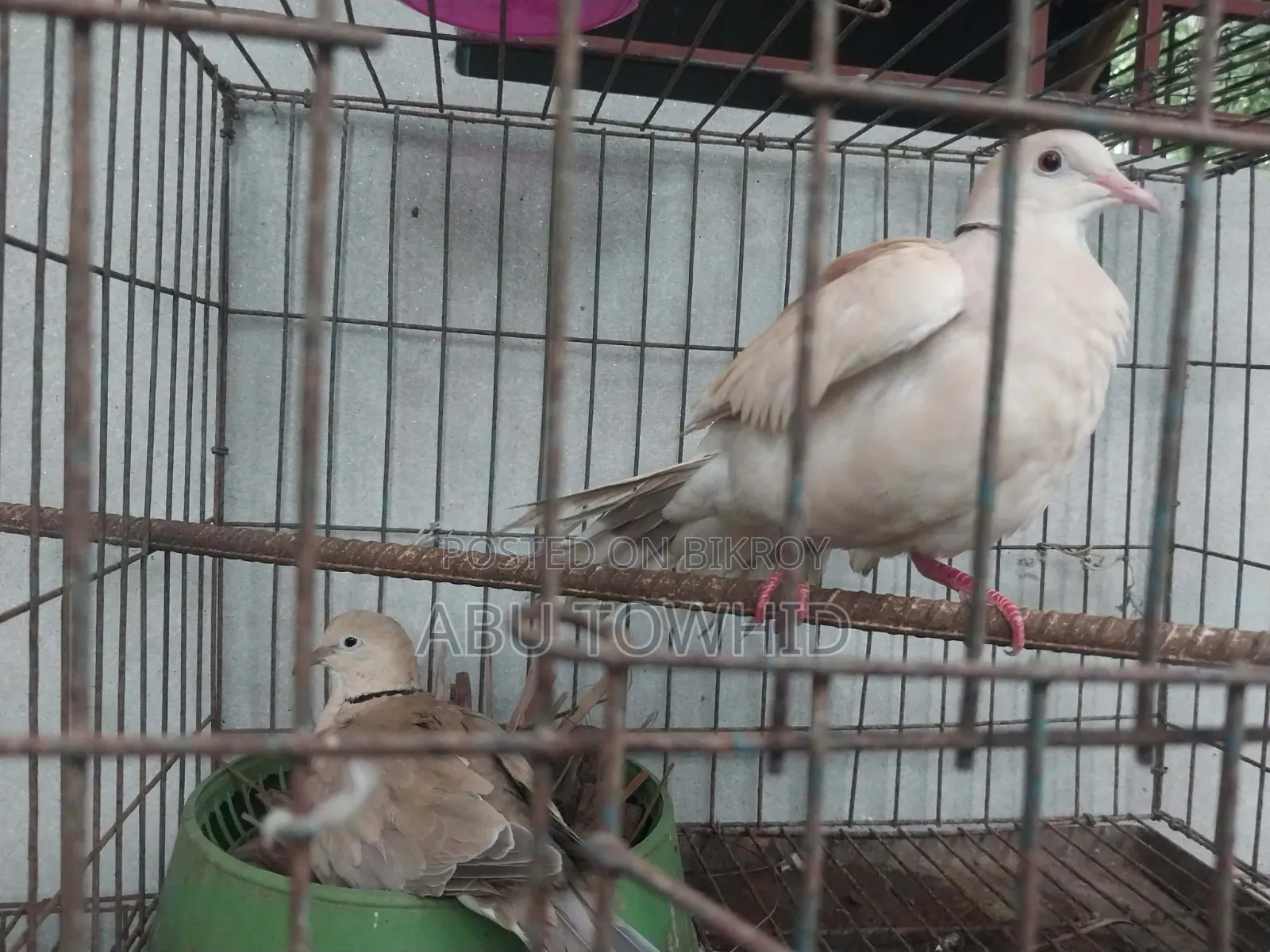 Eurasian Collared Dove (ঘুঘু)