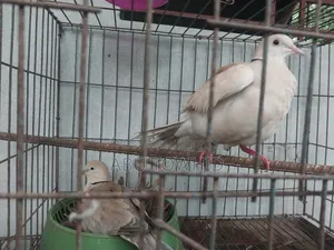 Eurasian Collared Dove (ঘুঘু)