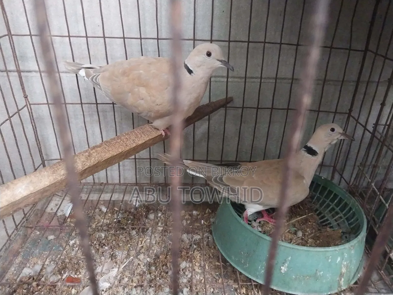 Eurasian Collared Dove (ঘুঘু)