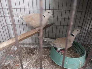 Eurasian Collared Dove (ঘুঘু)