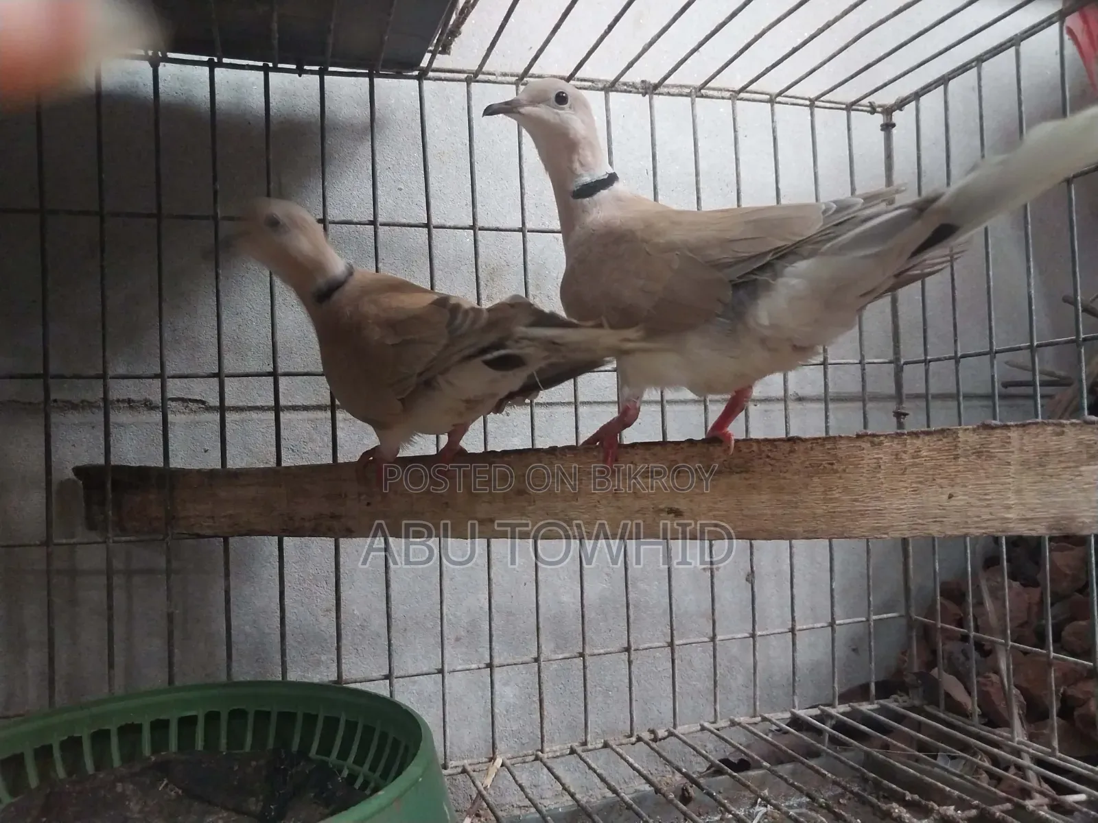 Eurasian Collared Dove (ঘুঘু)