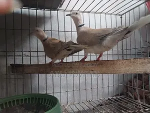 Eurasian Collared Dove (ঘুঘু)