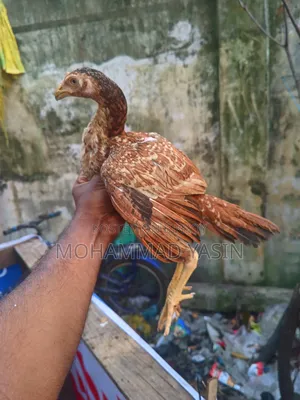 আসিল মুরগি