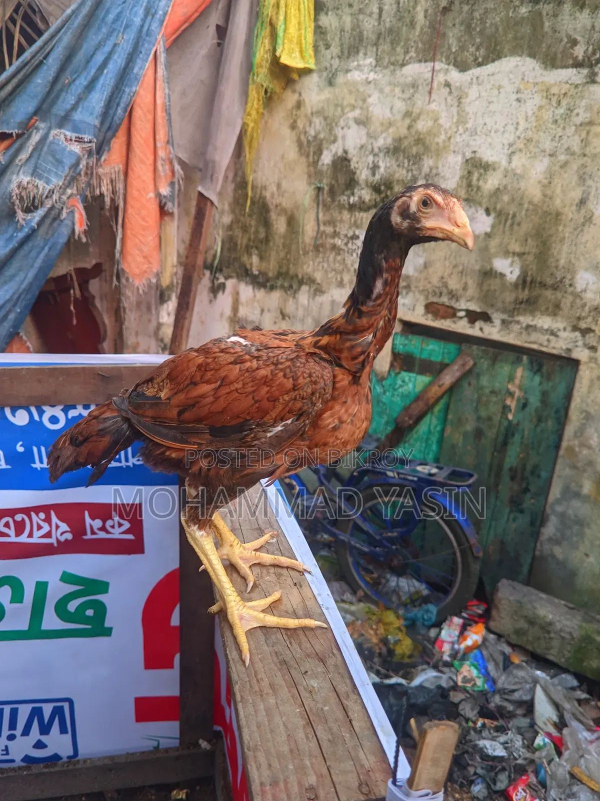আসিল মুরগি