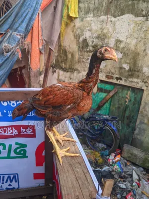 আসিল মুরগি