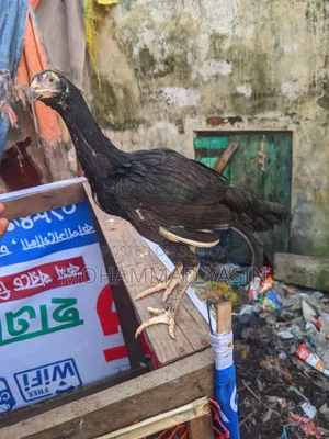 আসিল মুরগি