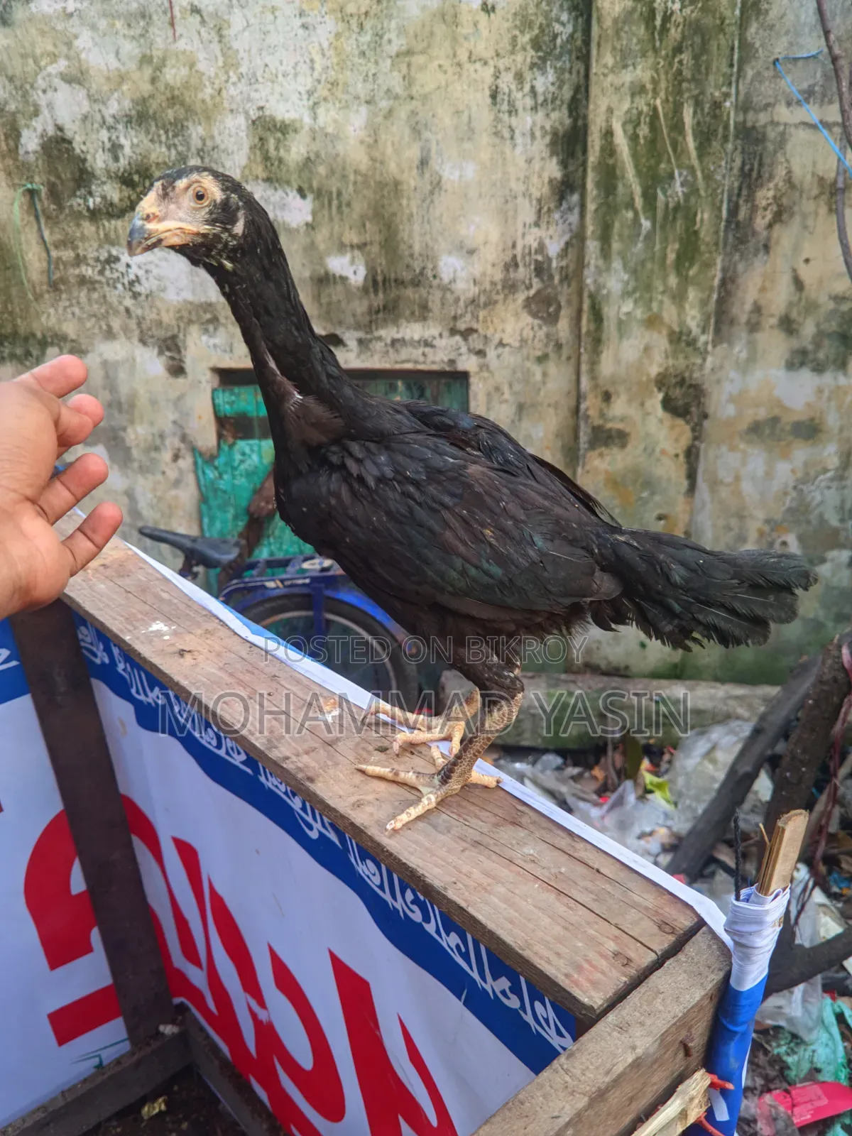 আসিল মুরগি