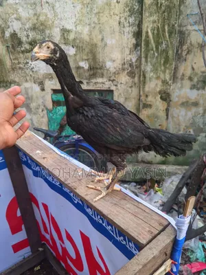 আসিল মুরগি