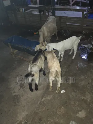 মা বাচ্চা সহ ছাগল বিক্রি হবে