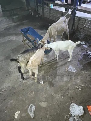 মা বাচ্চা সহ ছাগল বিক্রি হবে