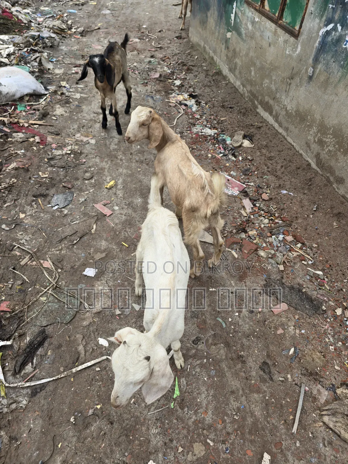 মা বাচ্চা সহ ছাগল বিক্রি হবে
