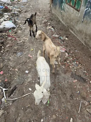 মা বাচ্চা সহ ছাগল বিক্রি হবে