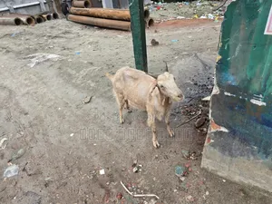 মা বাচ্চা সহ ছাগল বিক্রি হবে