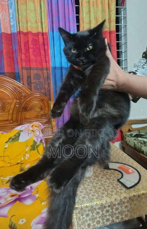 3-6 Months Female Purebred Persian