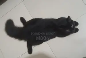 3-6 Months Female Purebred Persian