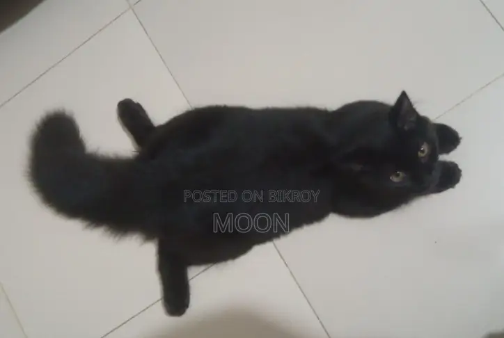 3-6 Months Female Purebred Persian