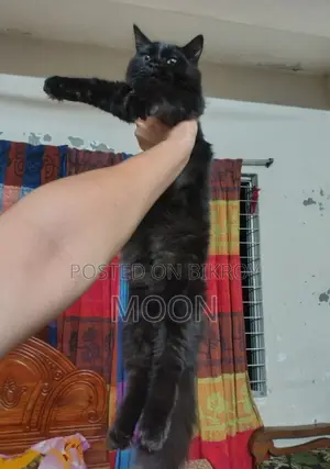 3-6 Months Female Purebred Persian