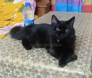 3-6 Months Female Purebred Persian