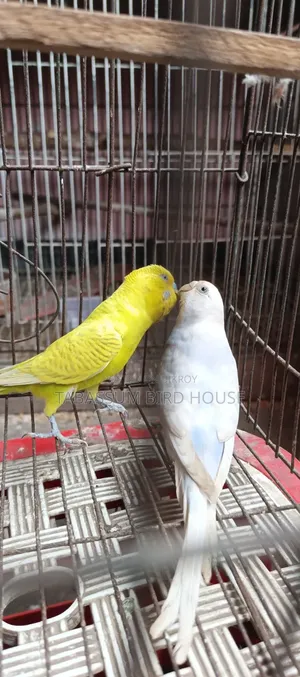 ডিম সহ পাখি