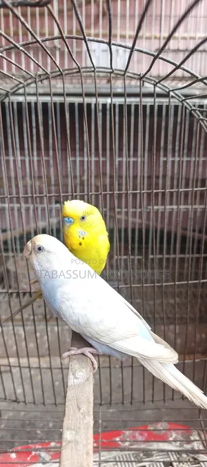 ডিম সহ পাখি