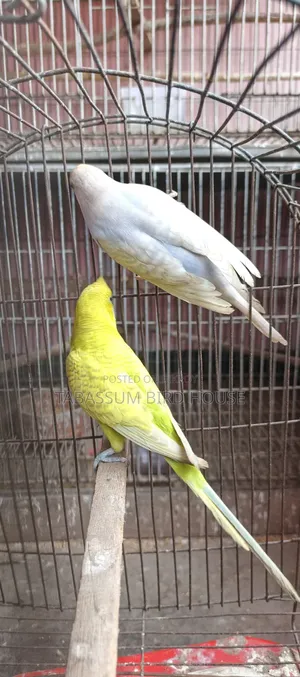 ডিম সহ পাখি