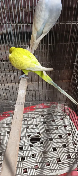 ডিম সহ পাখি