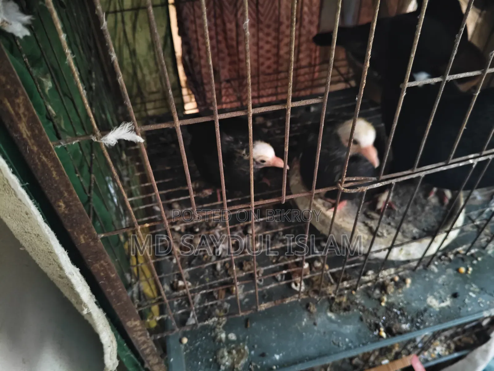 Selling Pigeon Chicks