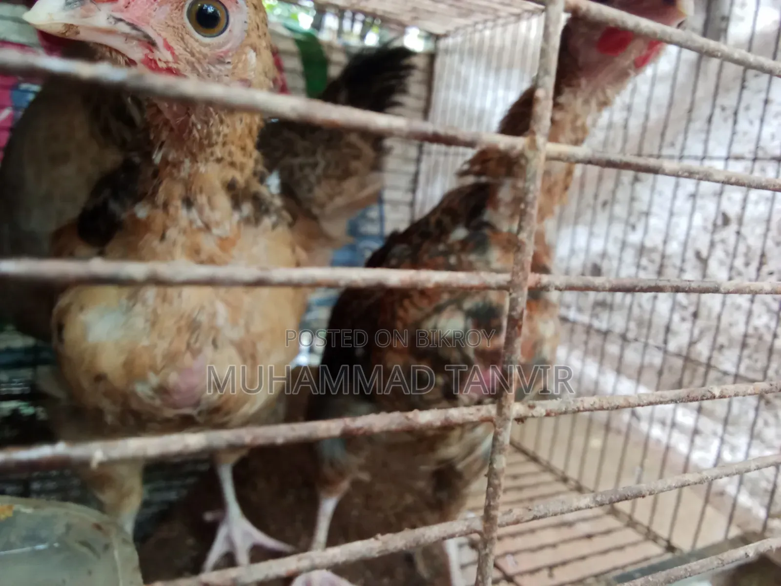 দেশি মুরগি মিডিয়াম বাচ্চা