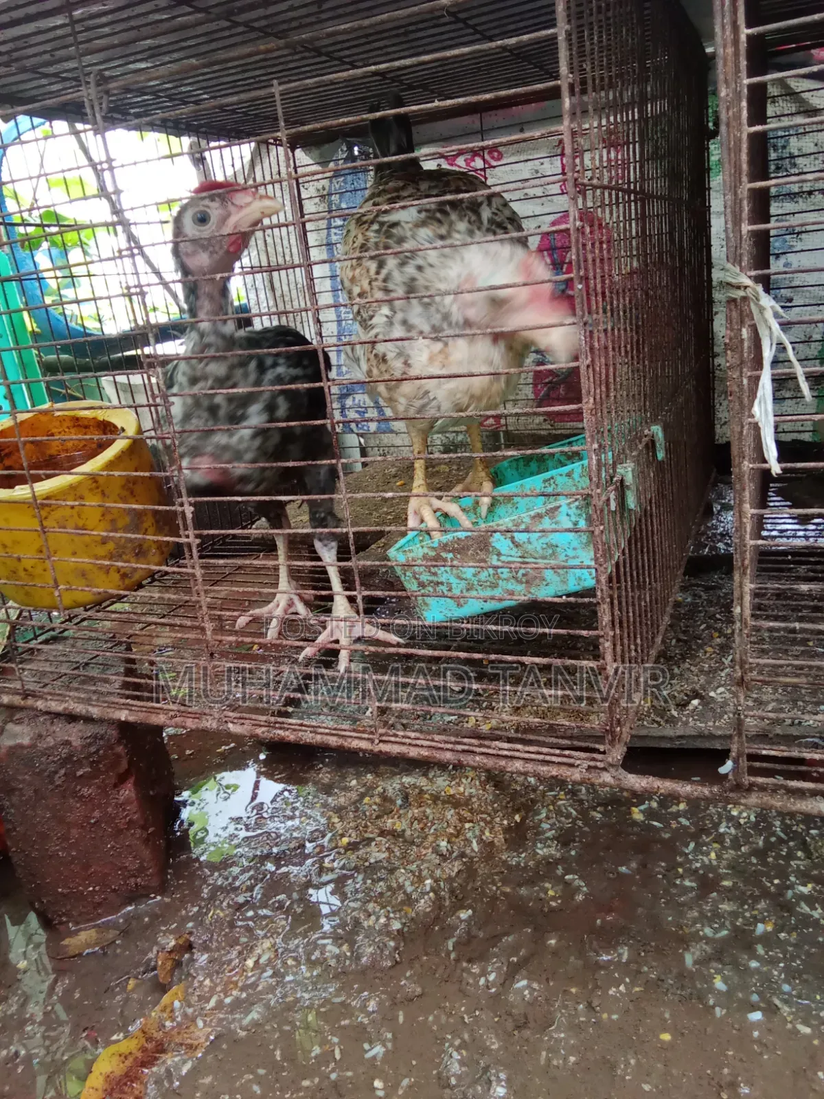 দেশি মুরগি মিডিয়াম বাচ্চা