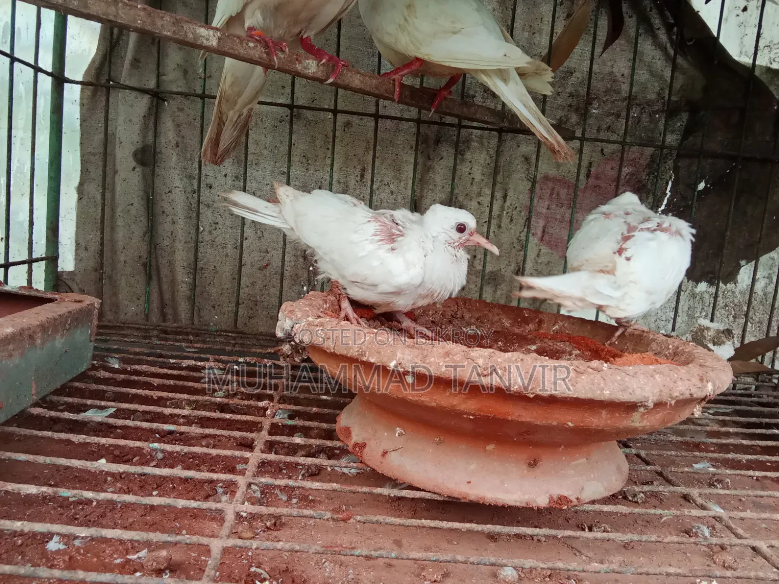দেশি মুরগি মিডিয়াম বাচ্চা